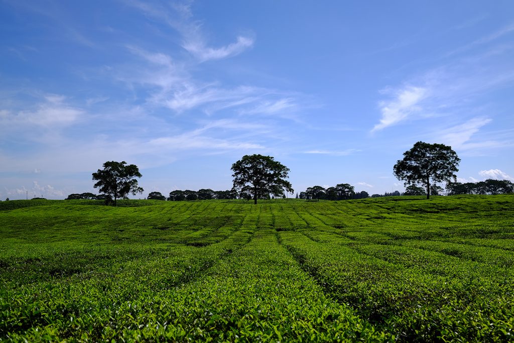 kebun teh sidamanik, tempat wisata baru di kabupaten simalungun | Seputarkota.com