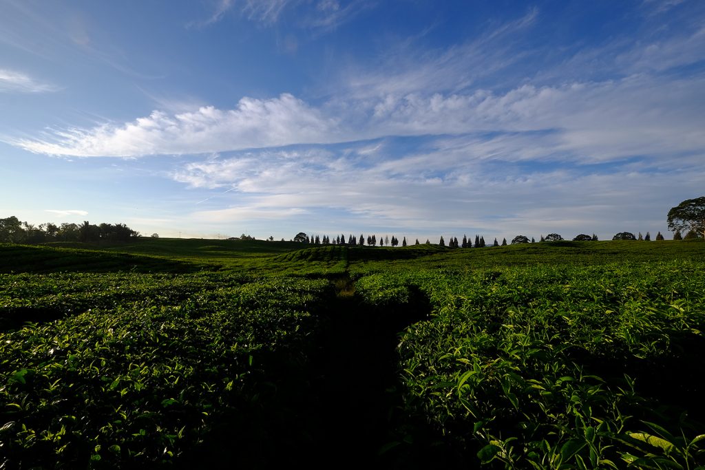 pemandangan alam kebun teh sidamanik | Seputarkota.com
