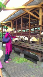 wisata edukasi anak di Bogor