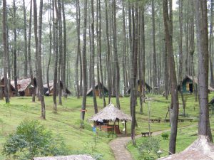 Hutan Pinus Cikole, tempat wisata romantis di Bandung