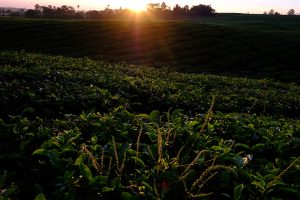 kebun teh sidamanik, tempat wisata baru di kabupaten simalungun | Seputarkota.com