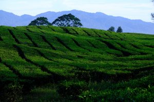 kebun teh sidamanik | Seputarkota.com